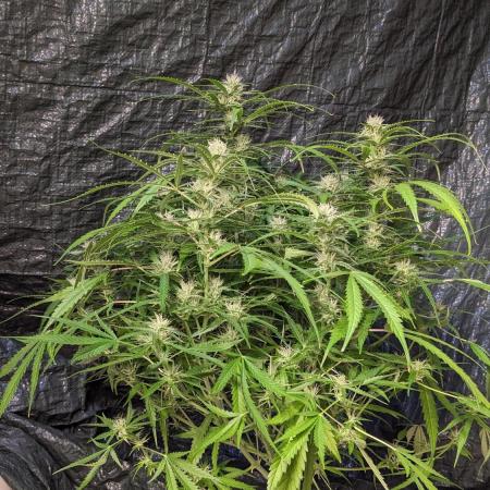 Divine Grow Off Auto Moonrock