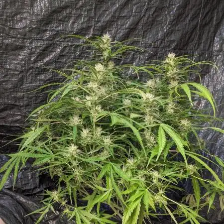Divine Grow Off Auto Moonrock