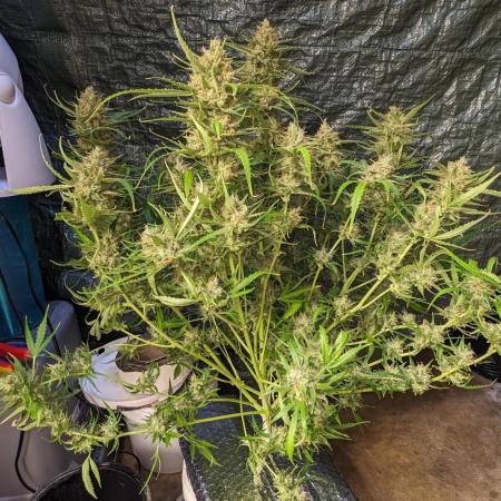 Divine Grow Off Auto Moonrock