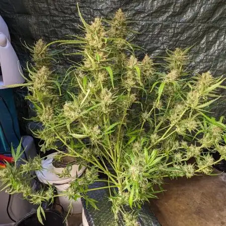 Divine Grow Off Auto Moonrock
