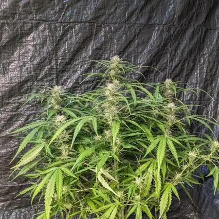 Divine Grow Off Auto Moonrock
