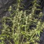 Big Demon Divine Grow Off