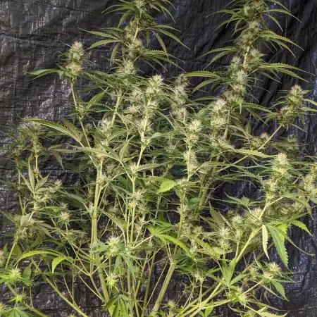 Big Demon Divine Grow Off