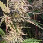 Another Happy Bird Adventure