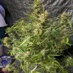 Divine Grow Off Auto Moonrock