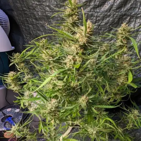 Divine Grow Off Auto Moonrock