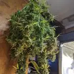 Big Demon Divine Grow Off