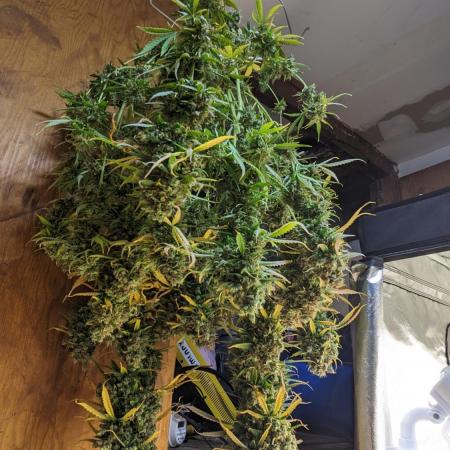 Big Demon Divine Grow Off