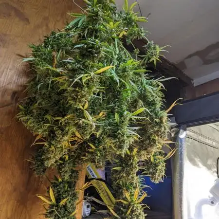 Big Demon Divine Grow Off