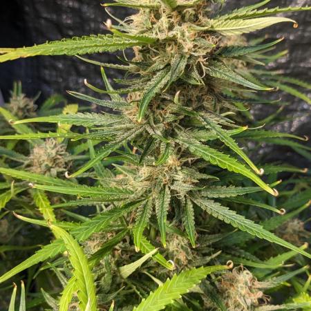 Divine Grow Off Auto Moonrock
