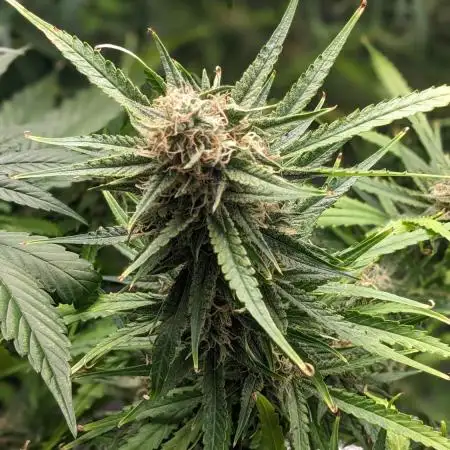 Divine Grow Off Auto Moonrock