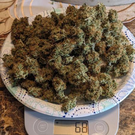 Divine Grow Off Auto Moonrock