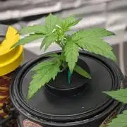 Rainbow Belts Auto by Zamnesia