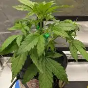 Rainbow Belts Auto by Zamnesia