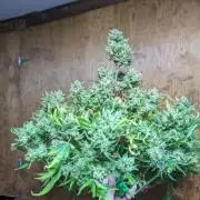 Showcasing my own strain!