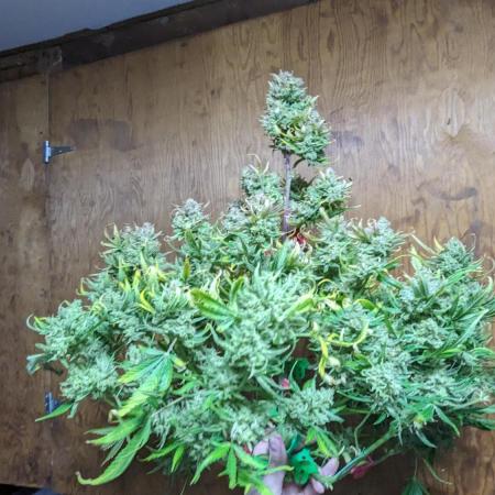 Showcasing my own strain!