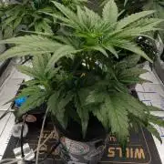 Showcasing my own strain!