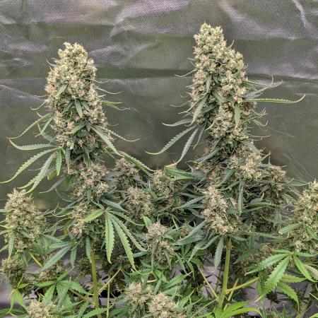 Big Demon Divine Grow Off
