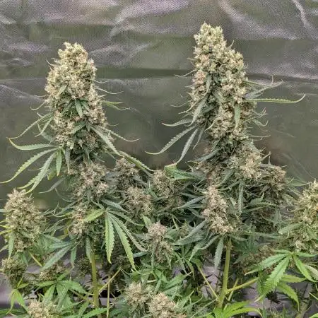 Big Demon Divine Grow Off