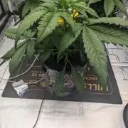 Showcasing my own strain!