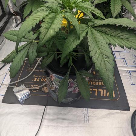 Showcasing my own strain!