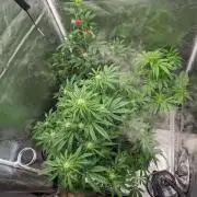 Another Happy Bird Adventure