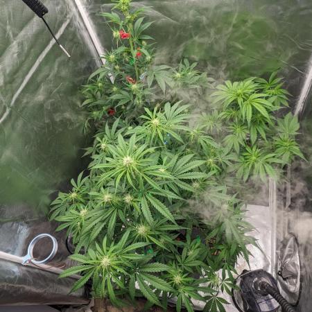 Another Happy Bird Adventure