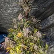 Another Happy Bird Adventure