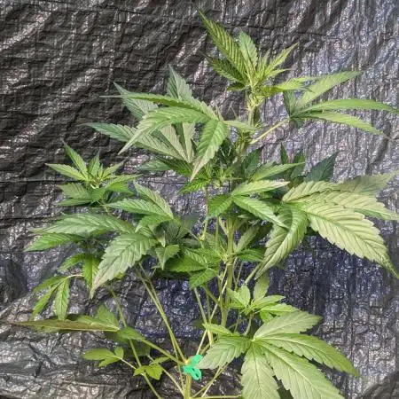 Purple Buzzerfly