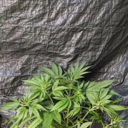 Zen With Benefits Purple Pheno