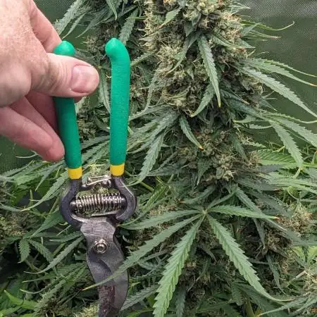 Big Demon Divine Grow Off