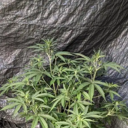 Big Demon Divine Grow Off