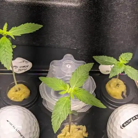 Zen With Benefits Purple Pheno
