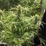 Divine Grow Off Auto Moonrock