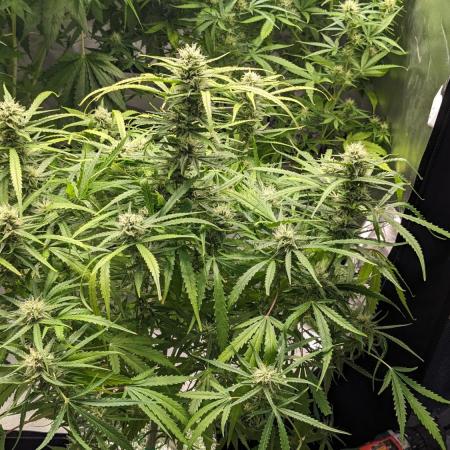Divine Grow Off Auto Moonrock