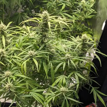 Divine Grow Off Auto Moonrock