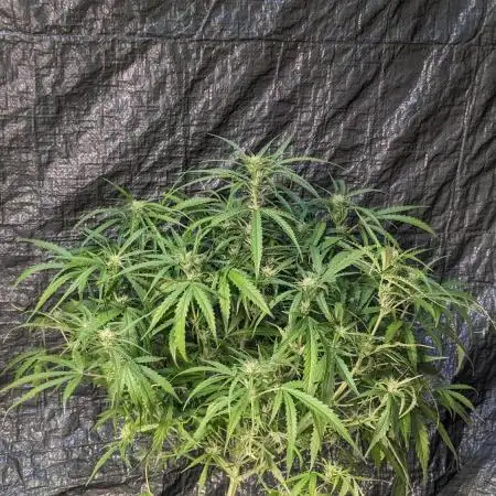 Divine Grow Off Auto Moonrock