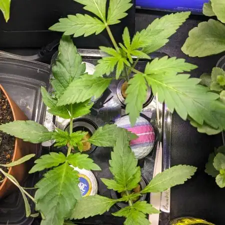 Another Happy Bird Adventure