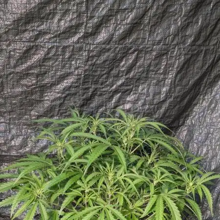 Divine Grow Off Auto Moonrock
