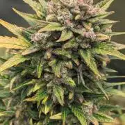 Rainbow Belts Auto by Zamnesia