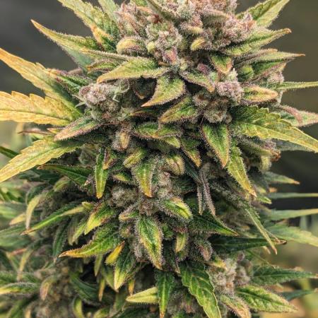 Rainbow Belts Auto by Zamnesia