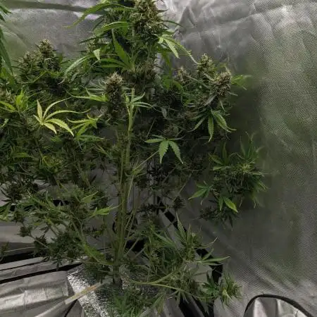Big Demon Divine Grow Off