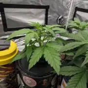 Rainbow Belts Auto by Zamnesia