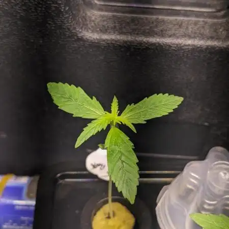 Divine Grow Off Auto Moonrock