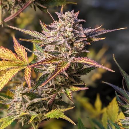 Another Happy Bird Adventure