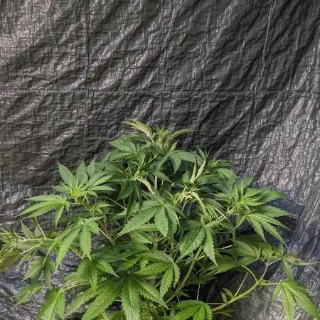 Zen With Benefits Purple Pheno
