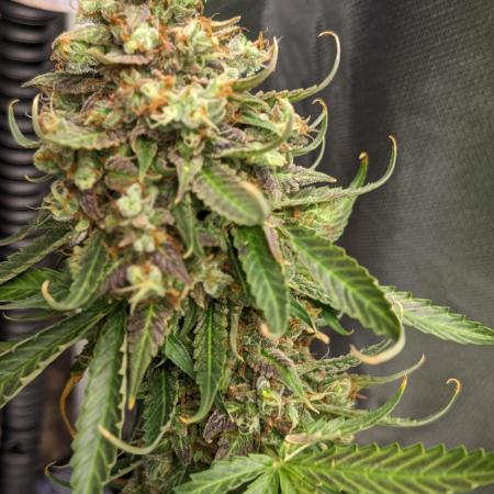 Mothership Has Landed