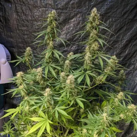 Big Demon Divine Grow Off