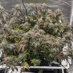 Feed Me Genetics Grow Off Breeders Cup