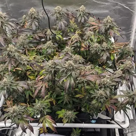 Feed Me Genetics Grow Off Breeders Cup